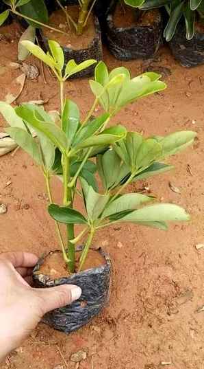 鸭脚木一平方种植多少盆，培育的鸭脚木新苗如何种植