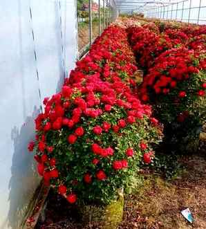 月季花球冬天图片，月季花球图片