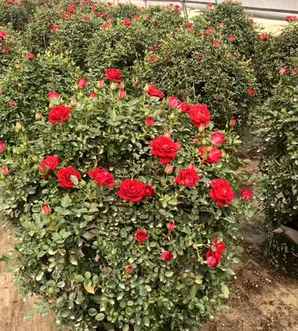 月季花球冬天图片，月季花球图片