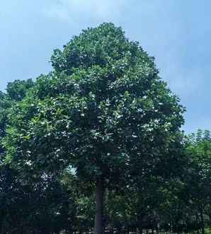 马褂木的种植和养护，马褂木为什么难种植