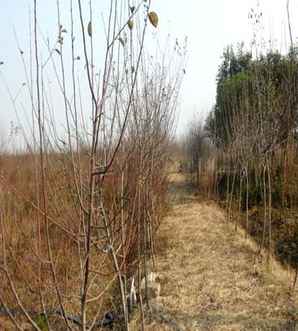 寺院能栽培木瓜树吗，木瓜树栽培技术