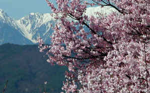 公分樱花价格，高山樱花价格