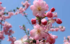 公分樱花价格，高山樱花价格