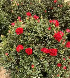 月季花球冬天图片，月季花球图片