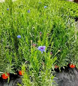 草花种子播种方法，草花种子图片大全