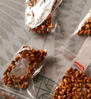彩色玫瑰种子怎么种的，彩色玫瑰种子怎么种