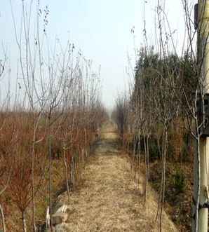 木瓜树基地分布在哪里，木瓜树分布