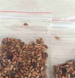 彩色玫瑰种子怎么种的，彩色玫瑰种子怎么种