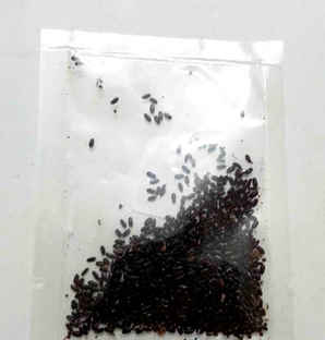 食用薄荷种子，薄荷种子露白