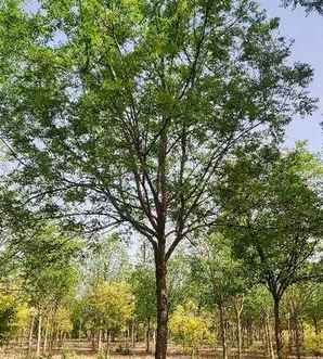 国槐树小苗什么时候开花，国槐树什么时间开花结果