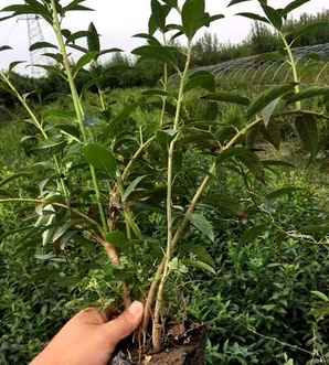 丛生连翘苗，丛生连翘苗种植基地