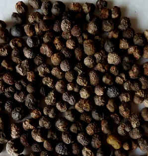 棕榈科植物种子图片大全大图，棕榈科植物种子图片