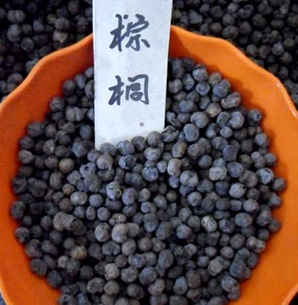 棕榈科植物种子图片大全大图，棕榈科植物种子图片