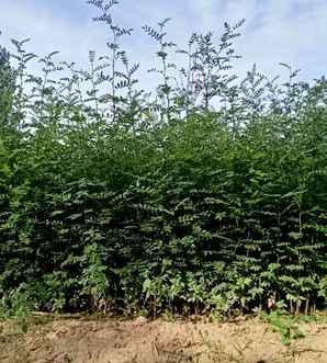大红袍花椒树苗的价格，韩城大红袍花椒今日价格