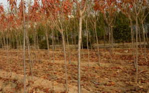 福建山樱花价格，公分樱花价格