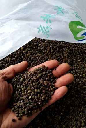 紫荆花种子是直接放土里种吗，紫荆花种子
