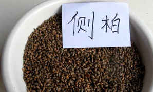 侧柏种子怎么育苗，太原侧柏育苗基地
