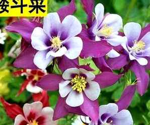 耧斗菜种子浸泡多长时间，耧斗菜种子
