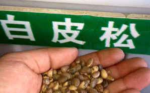 白皮松种子的价格，白皮松种子去哪里能买到