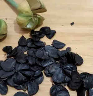 土朱顶红的种子，朱顶红能出种子么