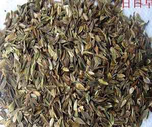矮杆百日草种子，园艺百日草的种子图片