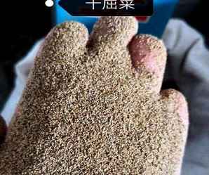 千屈菜种子成熟时间，千屈菜种子