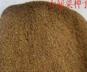 千屈菜种子成熟时间，千屈菜种子