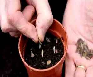 矮杆百日草种子，园艺百日草的种子图片