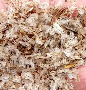泡桐种子如何育苗，泡桐种子催芽