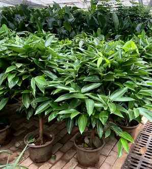 平安树盆栽种子，平安树种子哪里有卖