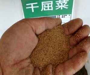 千屈菜种子成熟时间，千屈菜种子