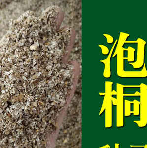 泡桐种子如何育苗，泡桐种子催芽