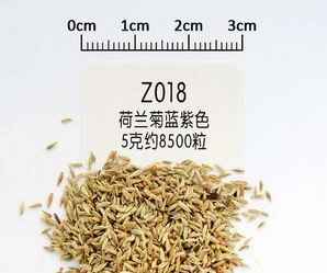 荷兰菊种子，荷兰菊种子批发