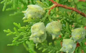 侧柏种子种植技术，植物侧柏种子作用