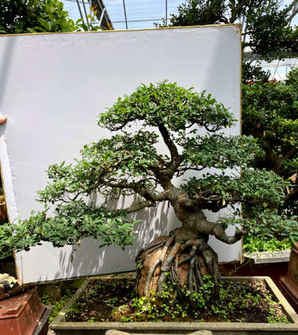 榆树盆景怎么种植，榆树湖南可种植吗