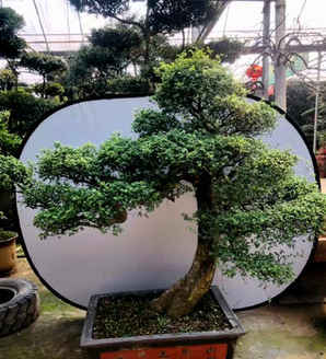 榆树盆景怎么种植，榆树湖南可种植吗