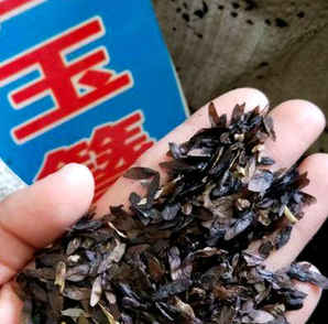 玉簪花种子，玉簪花种子如何收集