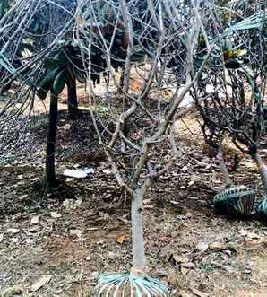 垂丝海棠的培殖方法，垂丝海棠种植的方法和时间