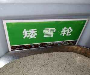 矮雪轮种子，粉色矮雪轮种子批发