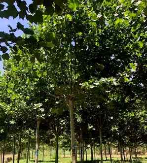 法国梧桐苗，潍坊法国梧桐苗种植基地