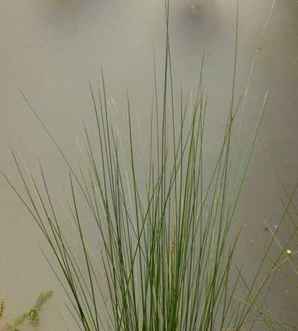 灯心草小苗，北京灯心草小苗