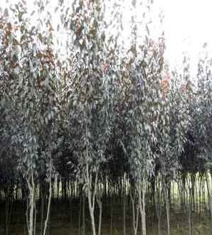 紫叶李几月开花，怎么种植紫叶李