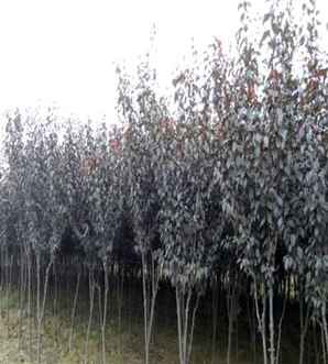 紫叶李的田间种植方法，陕西优质紫叶李种植基地