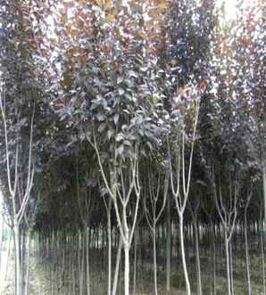 紫叶李几月开花，怎么种植紫叶李