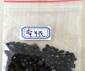 牵牛花种子，牵牛花种子长什么样