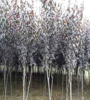 紫叶李的田间种植方法，陕西优质紫叶李种植基地