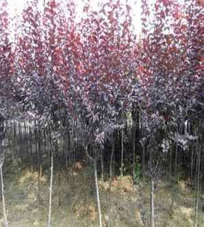 紫叶李几月开花，怎么种植紫叶李