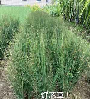 灯心草图片，灯心草图片功效与作用