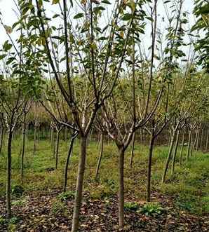 樱花树大多分部在哪里，樱花树在哪个位置