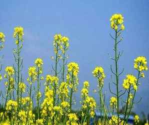 观赏油菜花种子，观赏油菜花种子